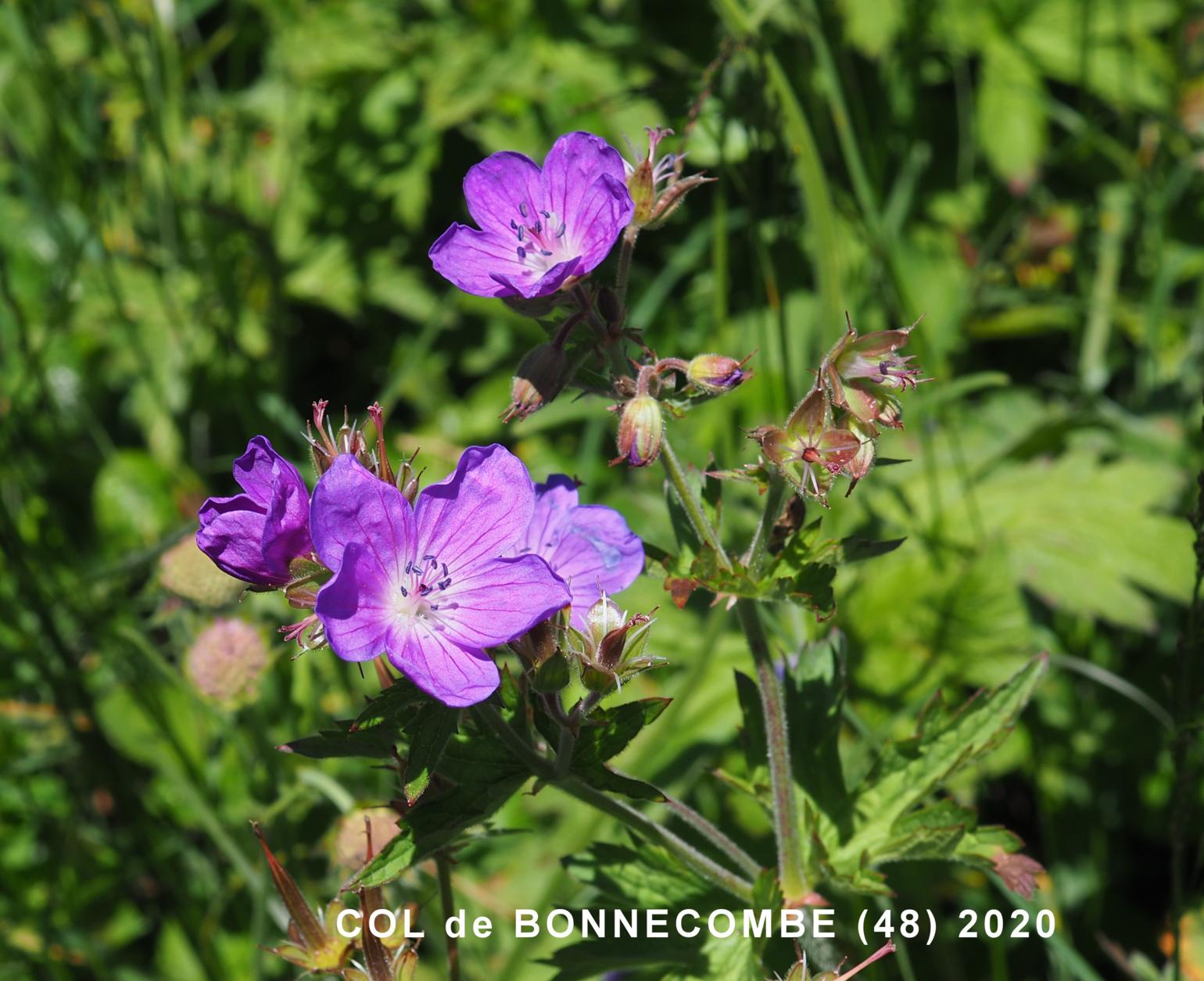 Cranesbill, Wood